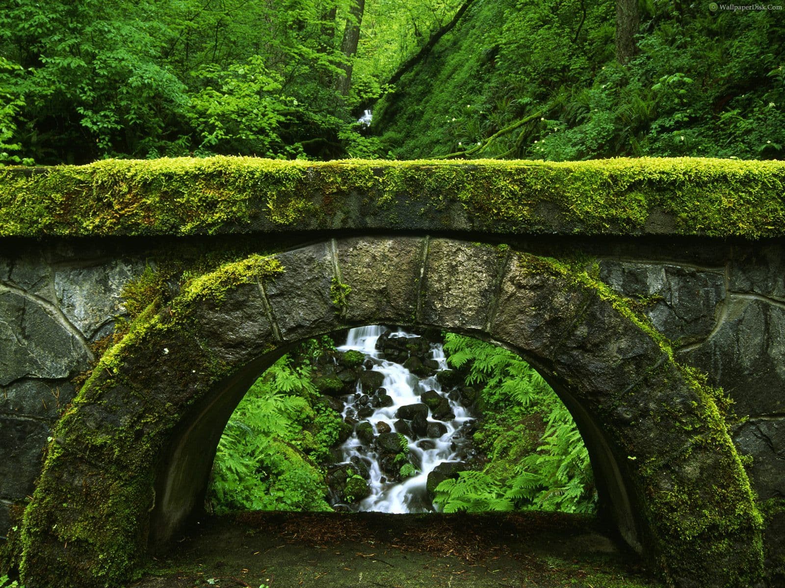 moss on stone bridge