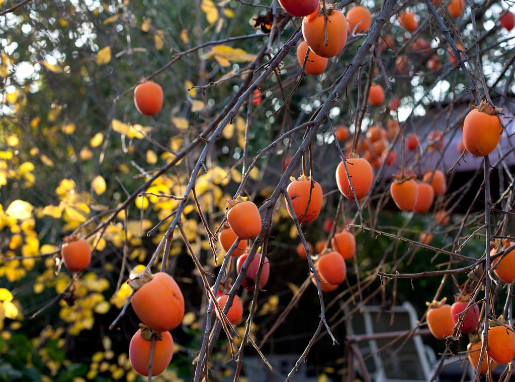 persimmon tree