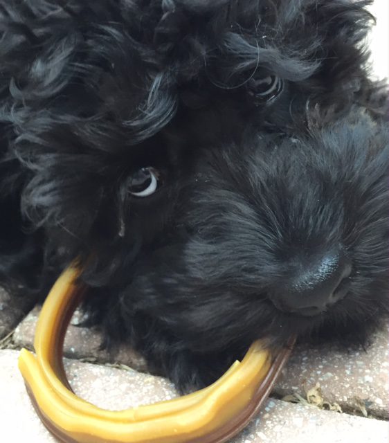 Close up photo of Gretchen's dog Barnaby.