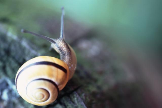 Snail