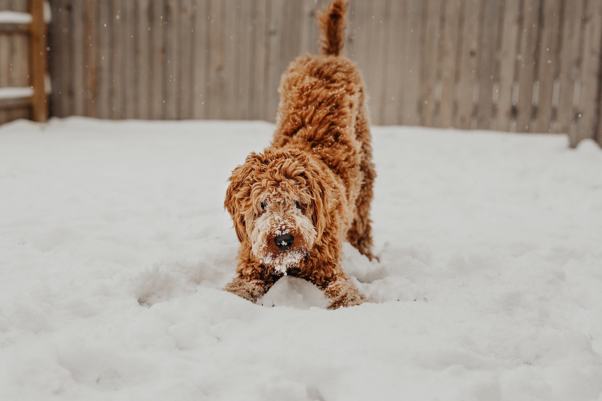 dog in snow