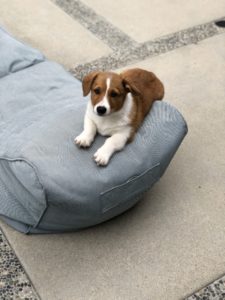 Liz's puppy Nacho
