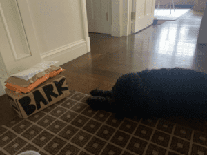 Barnaby and his bark box