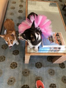 Elizabeth's two corgies