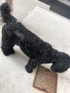 Photo of Gretchen's dog with stitches