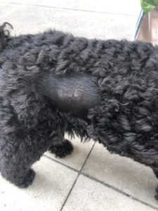 Photo of Gretchen's dog with stitches