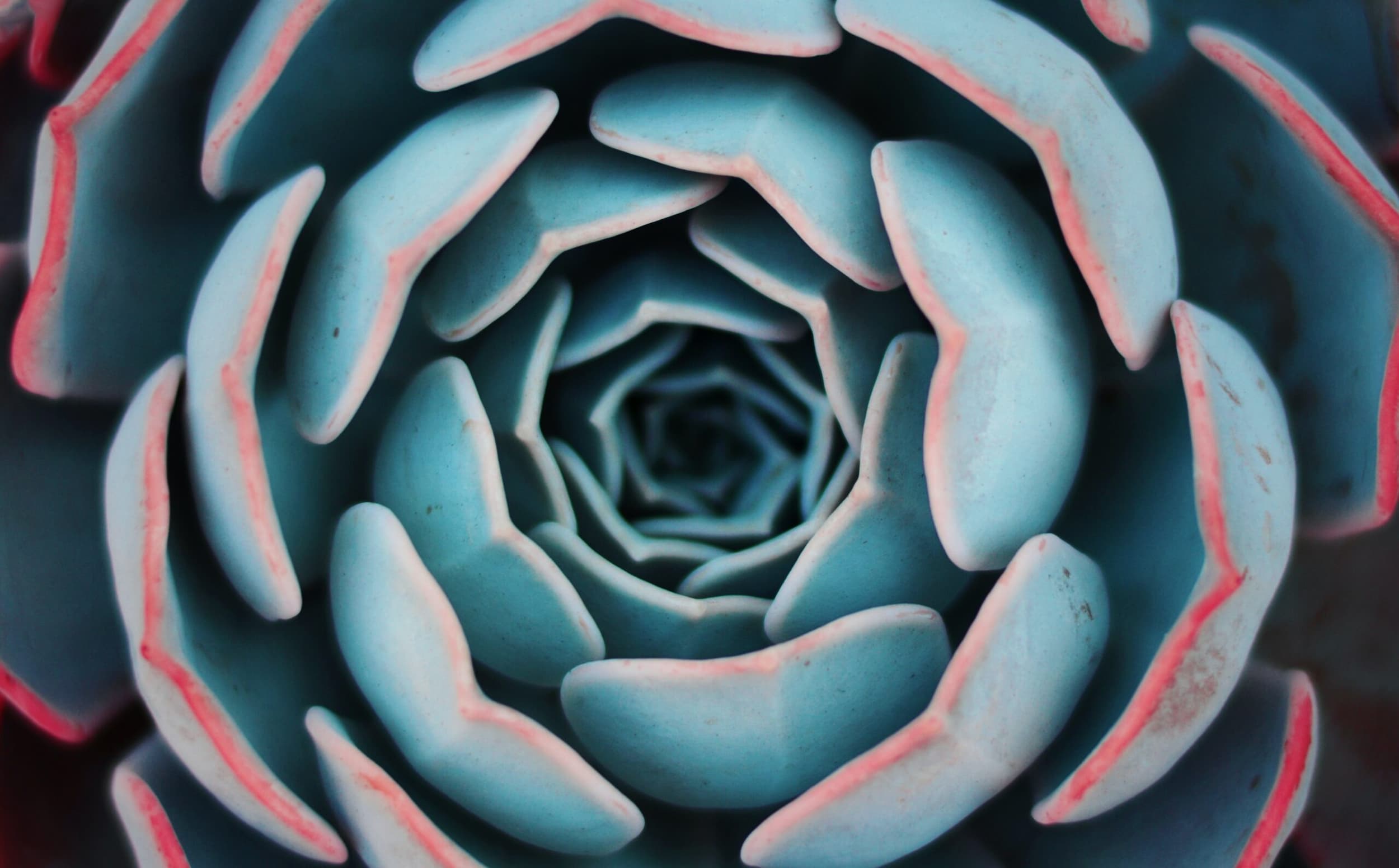 Photo of succulent
