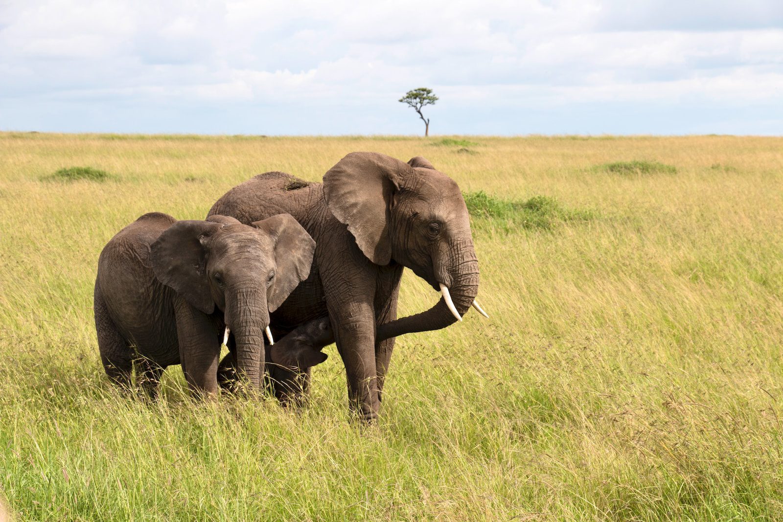 brown elephant on green grass field during daytime