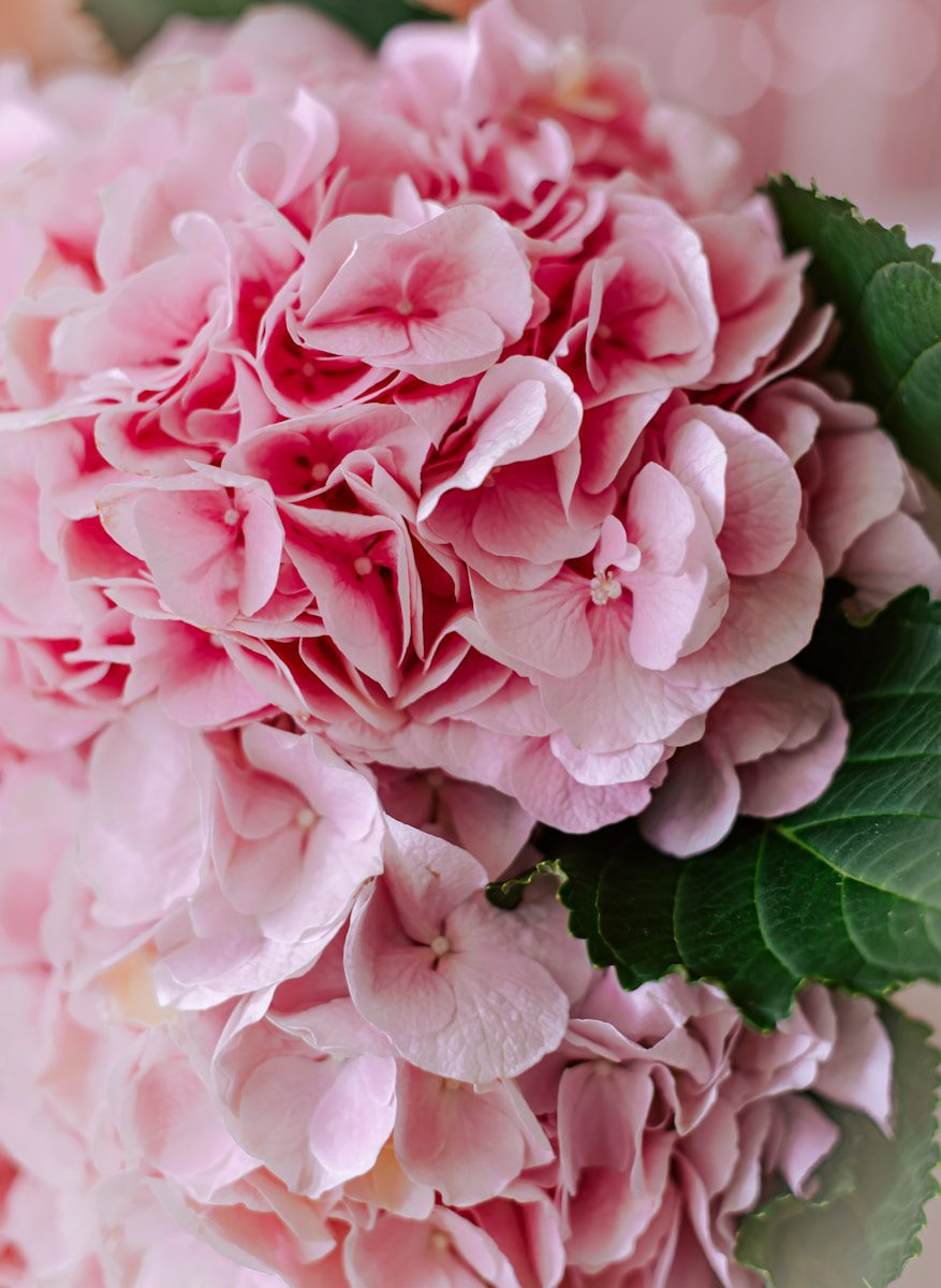 A bouquet of pink flowers with green leaves