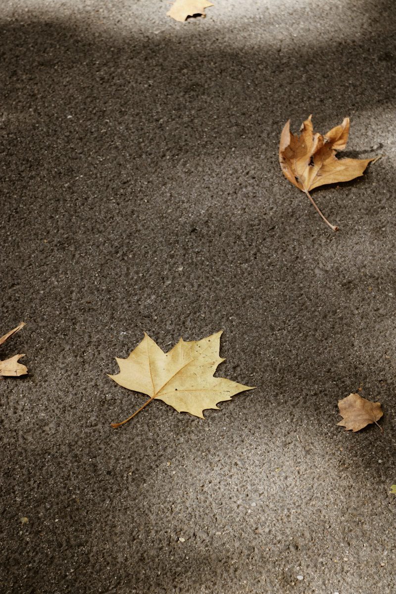 A pile of leaves