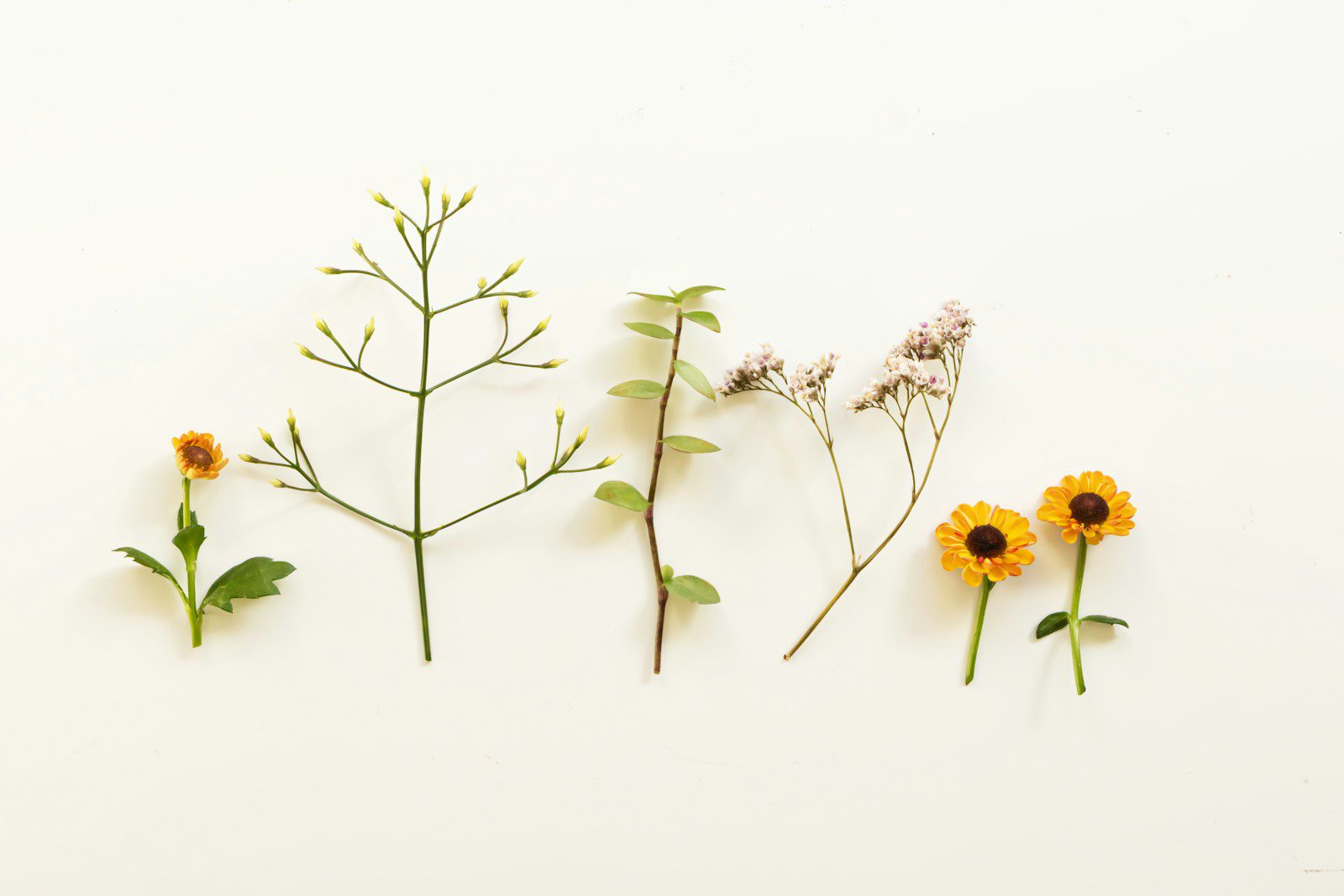 Various dried flowers and plants arranged on a light background.